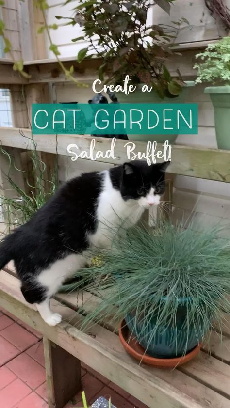 Gardening, Cat Friendly Plants, Cat Safe Plants, Indoor Cat Garden, Cat Garden, Outdoor Cats, Outdoor Cat Enclosure, Cat Grass, Cat Plants