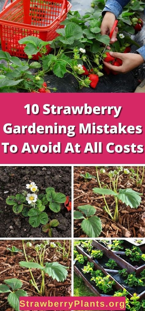 Gardening, Outdoor, Strawberry Companion Plants, How To Plant Strawberries, Strawberry Seeds Grow, How To Grow Strawberries, Strawberry Plant Care, Planting Strawberries From Fruit, Growing Strawberries Vertically