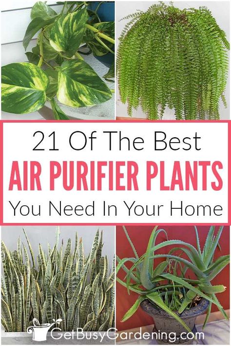 Container Gardening, Ideas, Garden Care, Best Air Purifying Plants, Air Cleaning Plants, Indoor Air Purifying Plants, Household Plants, Plant Care, Best Indoor Plants
