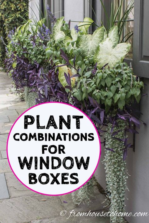 These Charleston window boxes use beautiful shade and sun plants to add great curb appeal to the front yard garden. Get inspiration from their window box ideas to design gorgeous flower box plant combinations for your own home. #fromhousetohome #charleston #garden #containers #flowers Flower Box Front Porch, Large Window Boxes Ideas, Flower Boxes Porch, Shade Window Box Plants, Full Sun Window Box Ideas, Porch Flower Boxes, Window Flower Box Ideas, Window Boxes Ideas, Flower Box Ideas