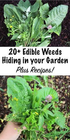 20+ Edible Weeds in Your Garden (and how to use them) ~ Harvesting is a lot more fun than weeding, so why not harvest the edible weeds growing right in your own garden? There are so many nutritious edible and medicinal weeds just waiting to be discovered. Start with this list of edible weeds and expand your horizons! #foraging #edibleweeds #wildcrafting #gardening Planters, Organic Gardening, Vegetable Garden, Gardening, Shaded Garden, Edible Garden, Garten, Gardening Tips, Foraging Recipes