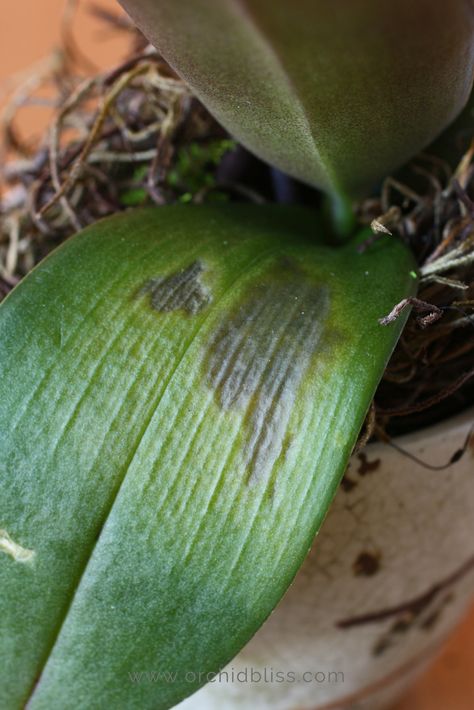 Got a Sick Orchid? Learn How to Treat Orchid Pests and Disease - Orchid Bliss Planting Flowers, Flora, Orchid Pests, Orchid Care, Orchid Roots, Orchid Plant Care, Orchid Plants, Orchid Leaves, Repotting Orchids