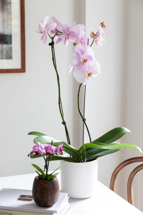 Phalaenopsis Orchid, Orchid Care, Phalaenopsis, Orchidaceae, Orchid Plants, Orchid, Orchid Plant Care, Orchids, Orchid Corsages