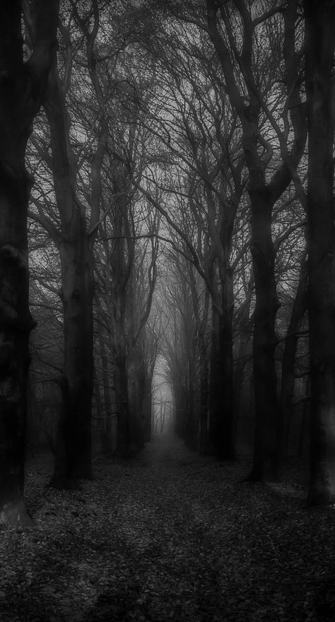 Gothic, Dark Nature Aesthetic, Dark Forest Aesthetic, Dark Aesthetic, Dark Photography, Nature Aesthetic, Dark Forest, Dark Landscape, Foggy Forest