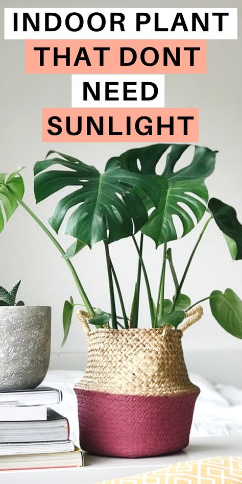 Here I share 13 plants that don't need sunlight, plants that dont need light, indoor plant that dont need sun, plants that don't need sunlight houseplant. #plantsnosunlight #houseplants Diy, Interior, Cactus, Best Indoor Plants, Zero Sunlight Indoor Plants, Growing Plants Indoors, Big Indoor Plants, Indoor Plants Low Light, Indoor Plants