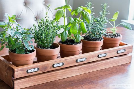 Garden Design, Herb Garden, Kitchen Herbs, Herb Garden In Kitchen, Herb Planters, Herb Planter Box, Inredning, Herb Garden Boxes, Herb Pots