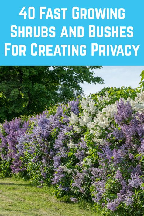 Exterior, Gardening, Privacy Hedges Fast Growing, Fast Growing Privacy Shrubs, Privacy Bushes Fast Growing, Privacy Trees Fast Growing, Planting For Privacy, Shrubs For Privacy, Privacy Shrubs