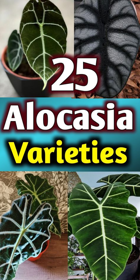 Alocasia Varieties Plants, Gardening, Alocasia Plant, Types Of Plants, Growing Plants, Fast Growing Plants, Plant Care, Plant Life, Plant Leaves