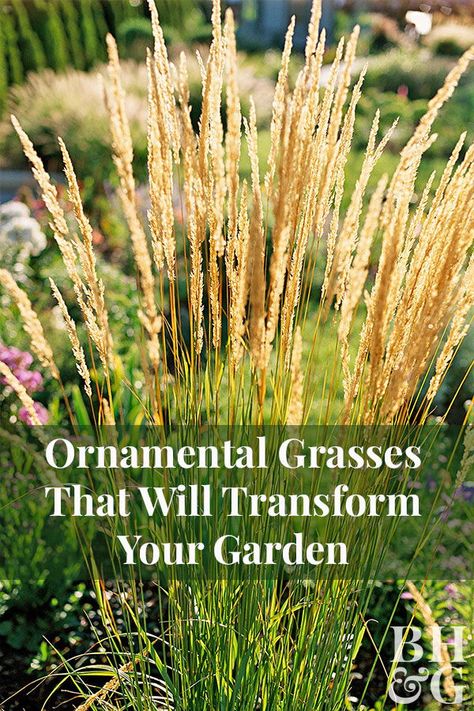 Exterior, Gardening, Landscaping With Grasses, Grasses Landscaping, Perrenial Grasses, Ornamental Grasses For Shade, Tall Grass Landscaping, Grasses Garden, Lawns