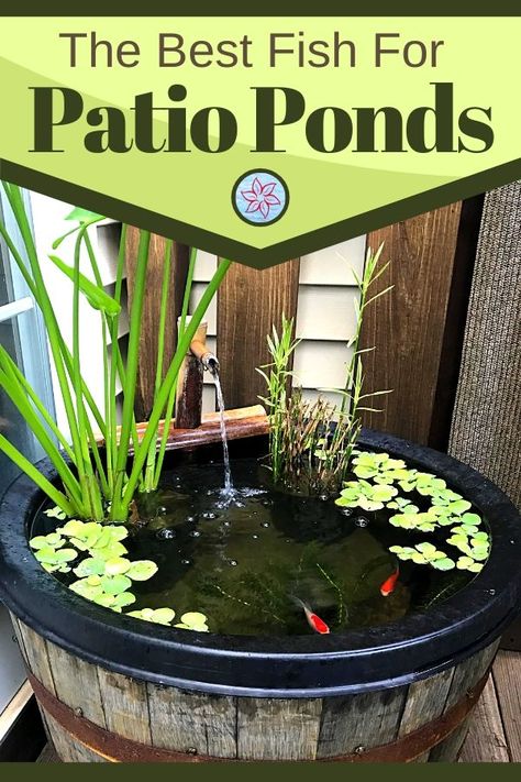 Are you looking for the best fish options for your outdoor container pond or a small water feature? The good news is that you can keep many types of fish inside a smaller space but there are a few things you will need to know before starting. Gardening, Outdoor Fish Ponds, Outdoor Fish Tank, Fish Ponds Backyard, Fish Pond Gardens, Ponds For Small Gardens, Container Fish Pond, Small Fish Pond, Outdoor Ponds Diy