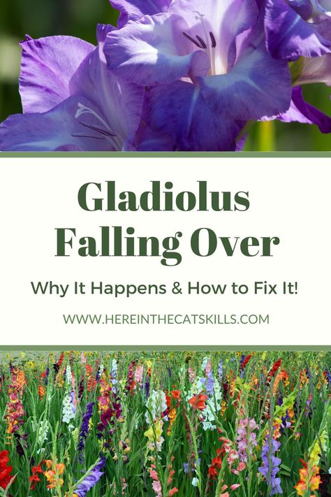 Tattoos, Flowers, Irises, Sleeve, Gladiolus Wedding, Asiatic Lilies, Gladiolus Bouquet, Gladiolus, Iris Garden