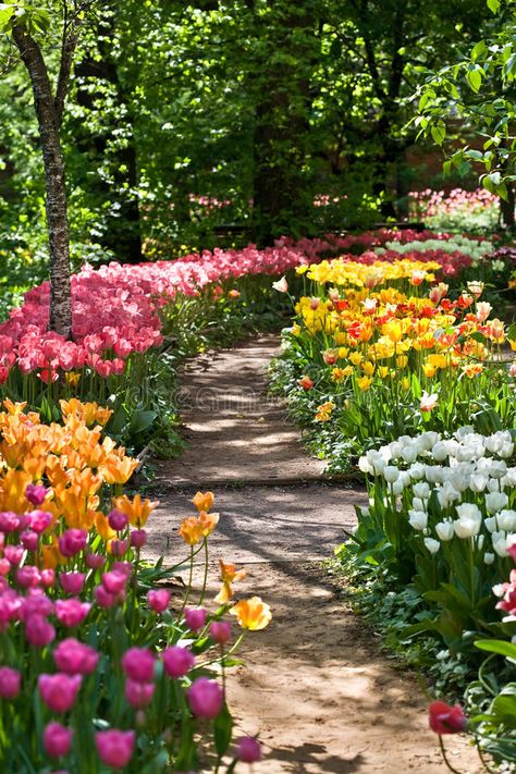Floral, Garden Paths, Gardening, Shaded Garden, Tulips Garden, Flower Garden, Garden Decor, Beautiful Gardens, Garden Path