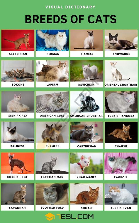 Cat Breeds, Cat Breeds List, Types Of Cats Breeds, Cat Breeds Chart, Most Popular Cat Breeds, Popular Cat Breeds, All Cat Breeds, Types Of Cats, Purebred Cats