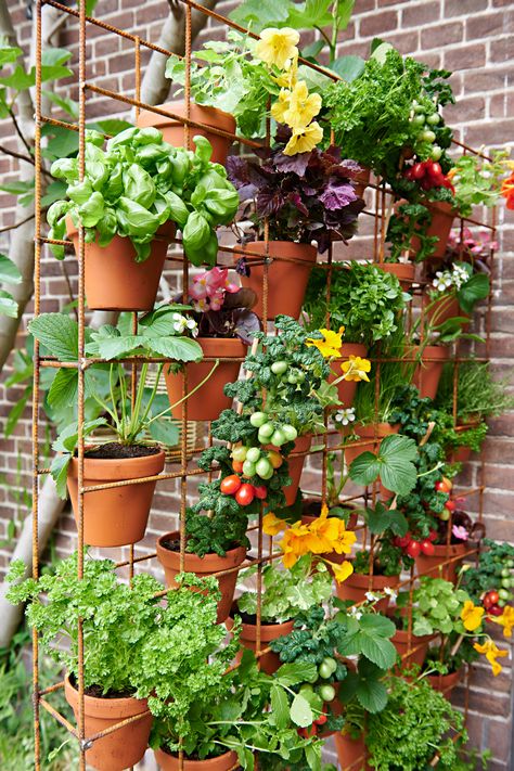 Vegetable Garden Design, Gardening, Vegetable Garden, Outdoor, Vegetables Garden, Home Vegetable Garden, Small Vegetable Gardens, Tomato Garden, Balcony Herb Gardens