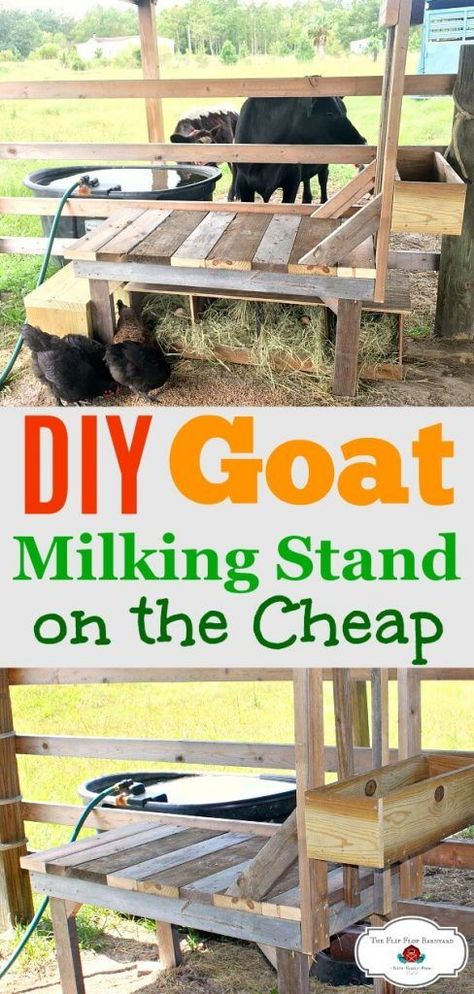 Goat Milking Stand, Goat Milking Station, Goat Shelter, Goat Barn, Goat Milking, Goat House, Trimming Goat Hooves, Goat Care, Goat Farming