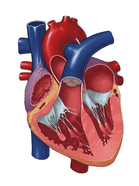 Art, Inspiration, Behance, Heart Poster, Heart Pump, Heart Pictures, Heart Organ, Heart Structure, Cardiology