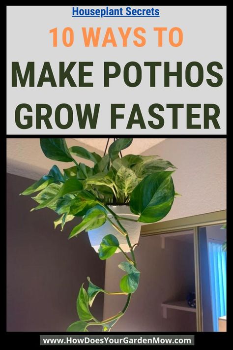 make pothos grow faster Floral, Outdoor, Ideas, Growing Plants Indoors, Fast Growing Plants, Plant Fertilizer Diy, Pothos Plant Care, Growing Plants, Plant Care Houseplant