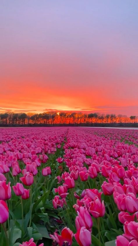 Beautiful Nature, Nature Photography Flowers, Tulip Fields, Tulip Fields Netherlands, Spring Scenery, Beautiful Landscapes, Beautiful Flowers Pictures, Nature Photos, Sunset Landscape