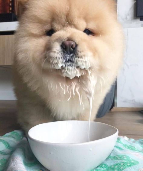 Dogs And Puppies, Funny Dogs, Chow Chow Puppy Aesthetic, Fluffy Dogs, Cute Funny Dogs, Chow Chow Puppy, Chow Chow Dogs, Cute Fluffy Dogs, Doggy