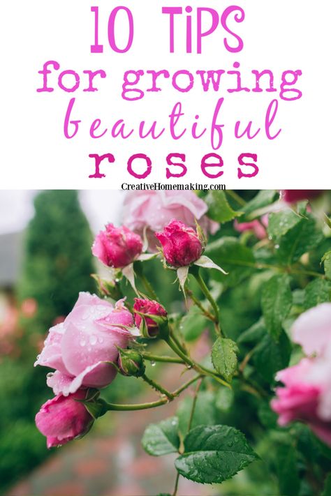 Garden Care, Roses, Gardening, Planting Flowers, Growing Roses, Growing Flowers, Planting Roses, Roses Garden Care, Rose Plant Care
