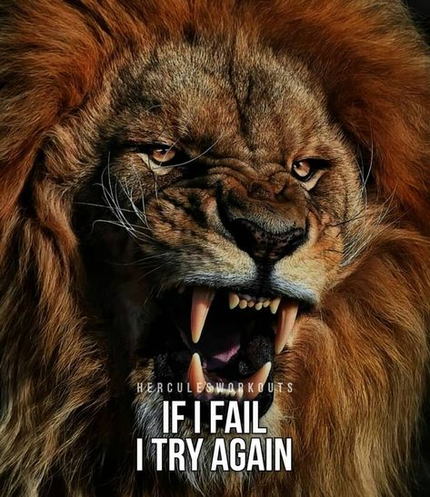 🏋Fitness▪Bodybuilding▪Quotes on Instagram: “🔥💪SUCCES IS ALL ABOUT ENDURANCE SOLDIERS! NEVER EVER GIVE UP! _ 🔥WAKE UP THE HERCULES IN YOU!👇 _ 🚨@herculesworkouts_coaching🚨…” Lions, Lion, Lion Pictures, Aslan, Lion Wallpaper, Lion Images, Male Lion, Lions Photos, Lion Photography