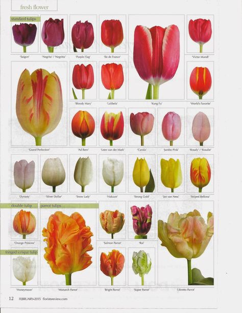 flower classroom: Tulips....Florists Review Magazine features this amamzing flower.... Flowers, Tulips, Flora, Floral, Hoa, Pretty Flowers, Real Flowers, Bunga Tulip, Flores