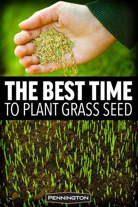 Layout, Outdoor, Planting Grass Seed, Grass Fertilizer, Growing Grass From Seed, Best Grass Seed Lawn, Best Grass Seed, Planting Grass, Grow Grass Fast