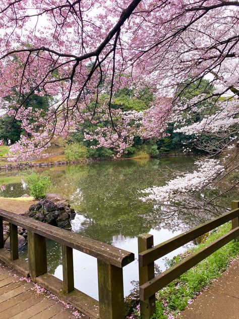 📍Shinjuku Gyoen - Tokyo, Japan One of the best spots to enjoy cherry blossoms in Tokyo. Summer, Korea, Asia, Beautiful, Inspo, Japan Spring, Resim, Bunga Tulip, Bunga