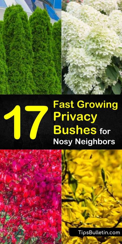 Gardening, Garden Care, Shaded Garden, Exterior, Fast Growing Privacy Shrubs, Privacy Plants, Shrubs For Privacy, Privacy Trees, Cheap Privacy Fence