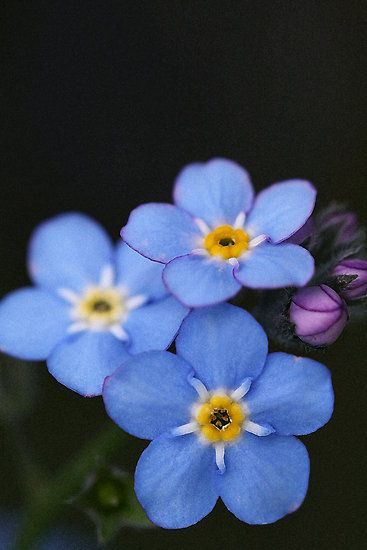 ~~How Could I? ~ Forget-Me-Not by cdwork~~ Flowers, Floral, Forget Me Nots Flowers, My Flower, Flower Power, Simple Flowers, Pretty Flowers, Flores, Love Flowers