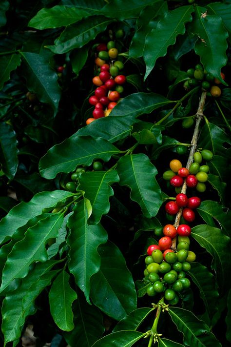 Layout, Coffee, Design, Fruit, Nature, Kona Coffee, Coffee Plant, Coffee Tree, Coffee Cafe