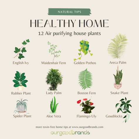 Which Plants Have the Most Oxygen-Cleaning Benefits?If you’re looking to clean the air in your house naturally, here are 10 indoor-cleaning plants that can help you improve the air quality in your home. Gardening, Healing Plants, Plant Care, Oxygen Plant, Air Quality Plants, Indoor Plants Styling, Indoor Plants, Plant Life, Natural Decongestant