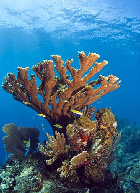 Coral, Flora, Elkhorn Coral, Atlantis, Sealife, Coral Reef, Parks, Sea Plants, Beautiful Sea Creatures