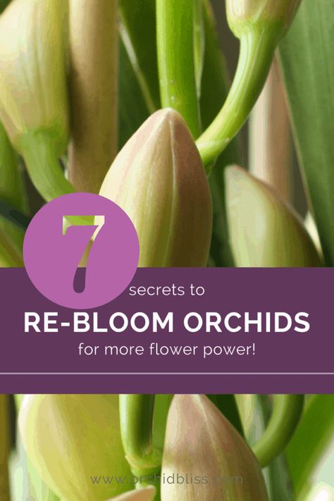 Gardening, Outdoor, Flora, Planting Flowers, Orchid Care, Orchid Rebloom, Orchid Plants, Orchid Plant Care, Orchid Roots