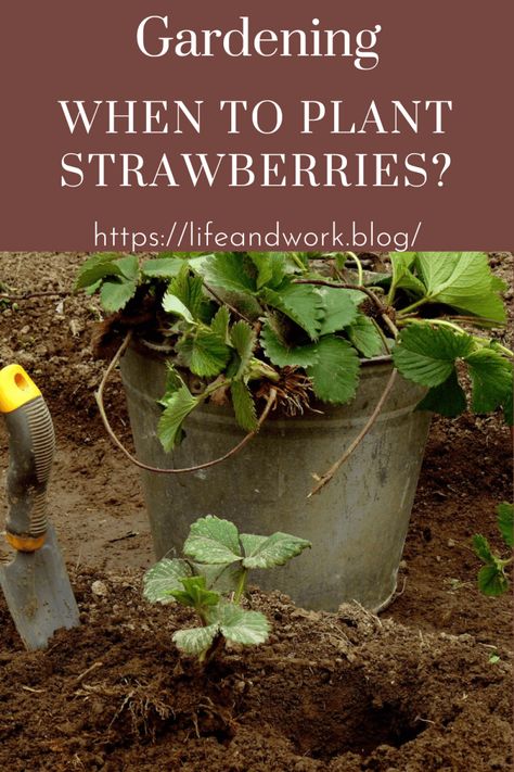 When to Plant Strawberries? Gardening, Ideas, Outdoor, When To Plant Strawberries, Growing Strawberries In Containers, How To Plant Strawberries, Growing Strawberries, Strawberry Plant Grow, Plant Needs