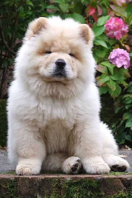 Polo the Chow Chow by adrianrhys, via Flickr Dogs And Puppies, Dogs, Puppies, Husky, Perros, Smart Dog, Chihuahua, Fluffy Dogs, Dog Bed