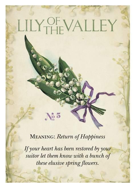 Herbs, Floral, Lily Of The Valley, Meant To Be, Lily, Flower Quotes, Flower Meanings, Flower Power, Flower Arrangements