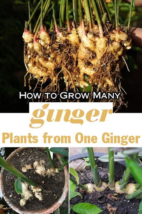 Learn How to Grow Many Ginger Plants from One Ginger Root in easy steps and multiply it easily without spending much! Fruit, Ideas, Gardening, Pop, Ginger, Ginger Root, Ginger Roots, Green, Much