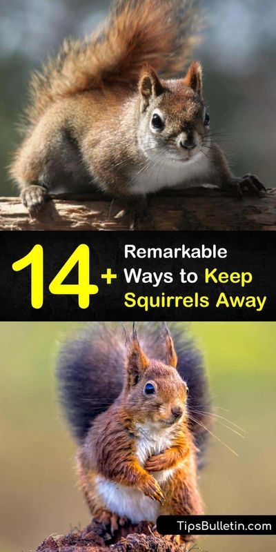 Distance, Gardening, Sprinklers, Diy, Outdoor, Hardware, Garden Care, Squirrel Repellant, Get Rid Of Squirrels
