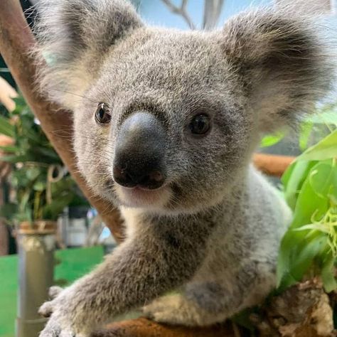 Animals, Koala, Koalas, Cute, Pins