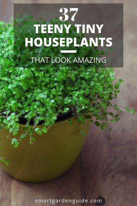Outdoor, House Plants, Small Indoor Plants, House Plants Indoor, Plants For Sale, Indoor Plants, Small Plants, Best Indoor Plants, Household Plants