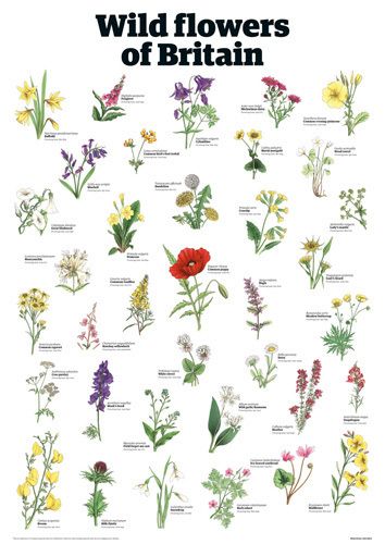 Wild flowers of Britain by Guardian Wallchart Flora, Floral, Nature, Flowers, Wild Flowers, Wildflower Garden, Botanical Prints, Forest Flowers, Meadow Flowers
