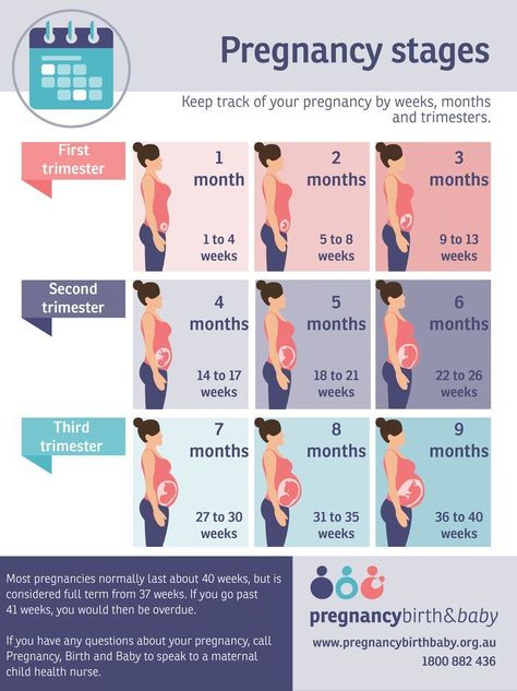 Stages Of Pregnancy, Pregnancy Information, Pregnancy Chart, Pregnancy First Trimester, Pregnancy Info, Pregnancy Months, Pregnancy Care, Pregnancy Stages, Pregnancy Timeline