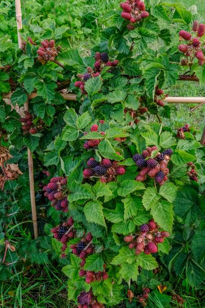 Growing Raspberries - How To Plant & Maintain This Tasty Perennial Crop Vegetable Garden, Lawn And Garden, Homesteading, Veg Garden, Bush Garden, Raised Garden, Farm Gardens, Overgrown, Veggie Garden