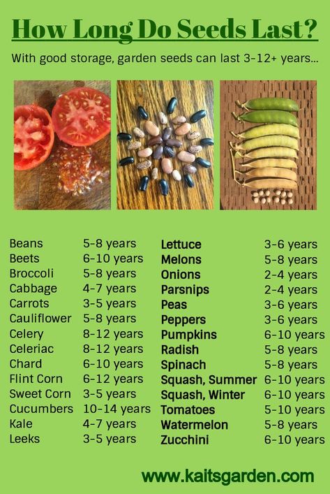 How Long Do Vegetable Seeds Last? With good storage, garden seeds can last 3-12+ years / www.kaitsgarden.com Vegetable Garden, Growing Vegetables, Garden Types, Gardening, Growing Food, Seed Saving, Gardening Tips, Vegetable Seed, Garden Veggies