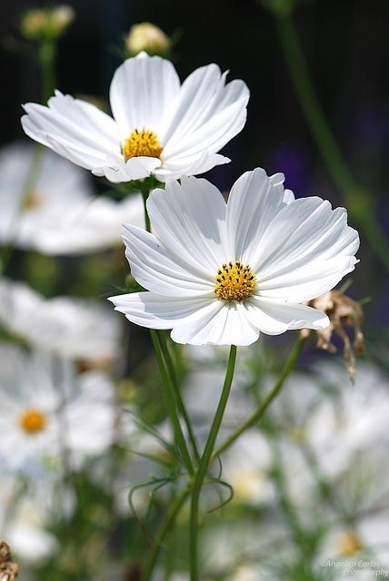 White Cosmos (Cosmos bipinnatus) Flowers, Cosmos Flowers, Sunflowers And Daisies, White Flowers, All Flowers, Flora Flowers, Flower Photos, Flower Pictures, Flower Garden