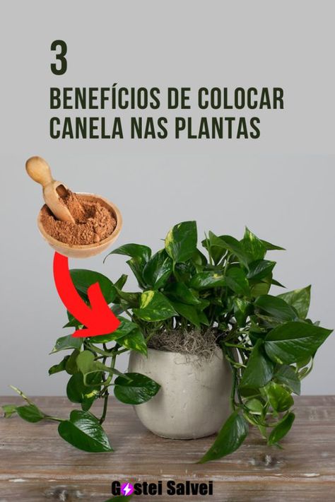 3 Benefícios de colocar canela nas plantas – GosteiSalvei Flora, Plants, Plantas De Interior, Mosquito, Jardim, Gardening Tips, Vert, Artesanato, Fai Da Te