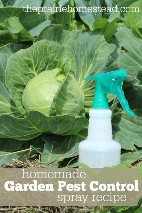 Homemade Garden Pest Control Spray Recipe Gardening, Garden Pest Control, Best Pest Control, Repellent, Pest Solutions, Flea Prevention, Organic Pest Control, Pest Resistant, Garden Pests