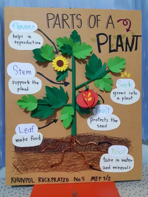 Crafts, Pre K, Plants Science Project, Plant Life Cycle Craft, Plants Science Activities, Part Of Plants Activities, Plant Life Cycle Project, Plants Science Experiments, Parts Of A Plant