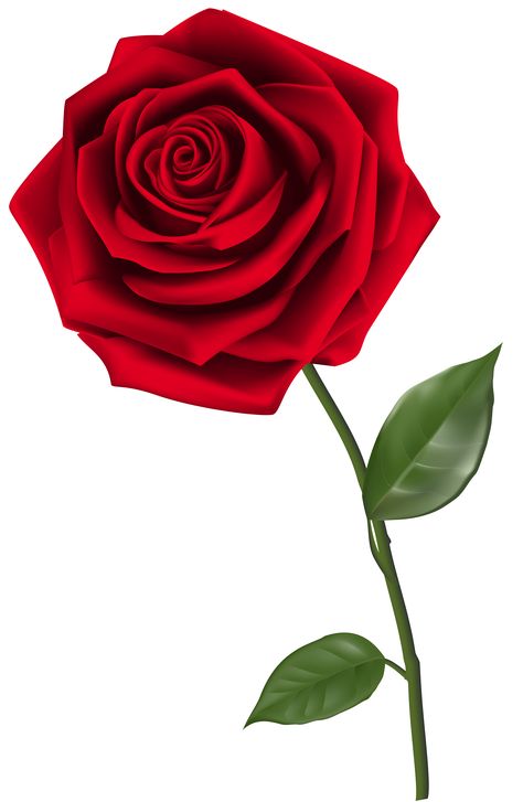 Flora, Rose Flower Png, Red Rose Png, Rose Clipart, Rose Flower Wallpaper, Flower Phone Wallpaper, Rose Images, Rose Wallpaper, Rose Flower